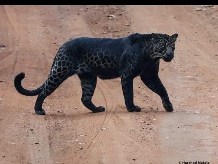 Leopard Sightings