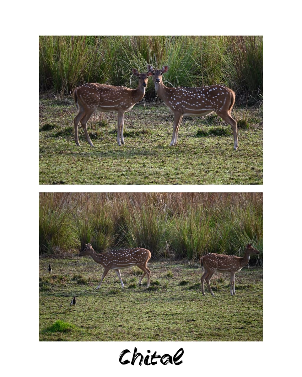 Nagzira Wildlife Sanctuary near Tadoba