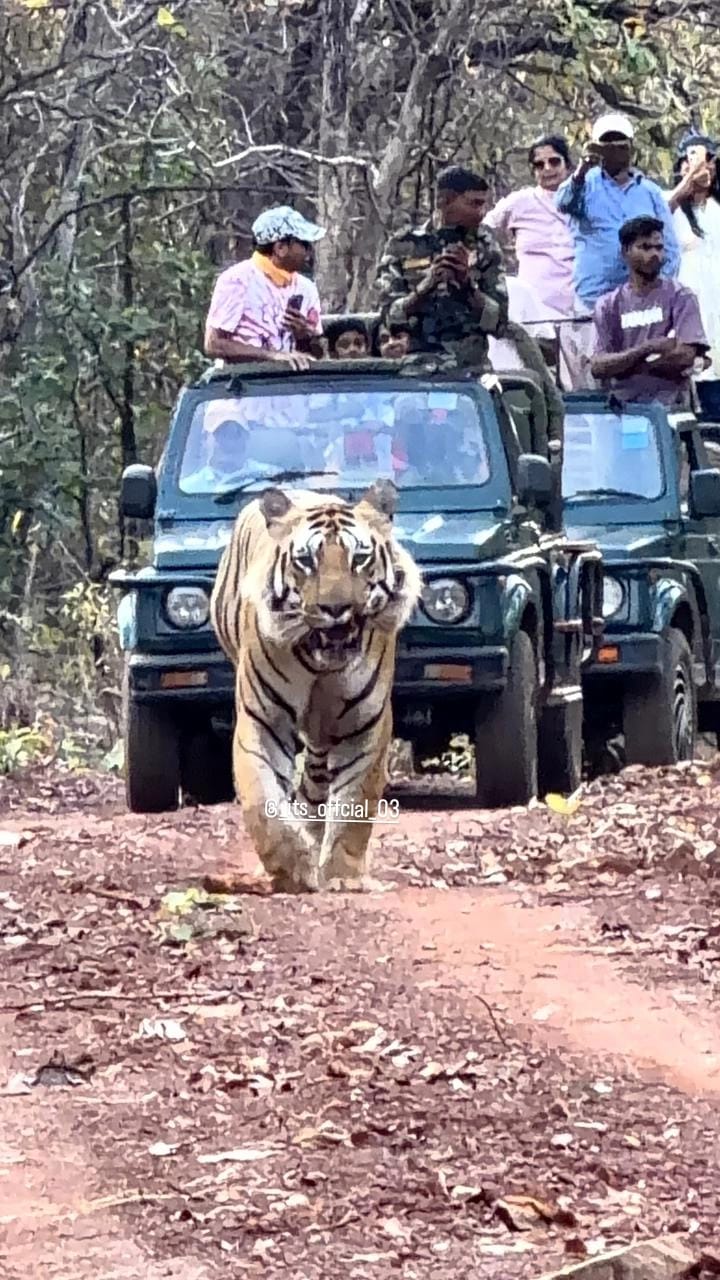 Tiger Trails Jungle Lodge near Moharli Gate Tadoba