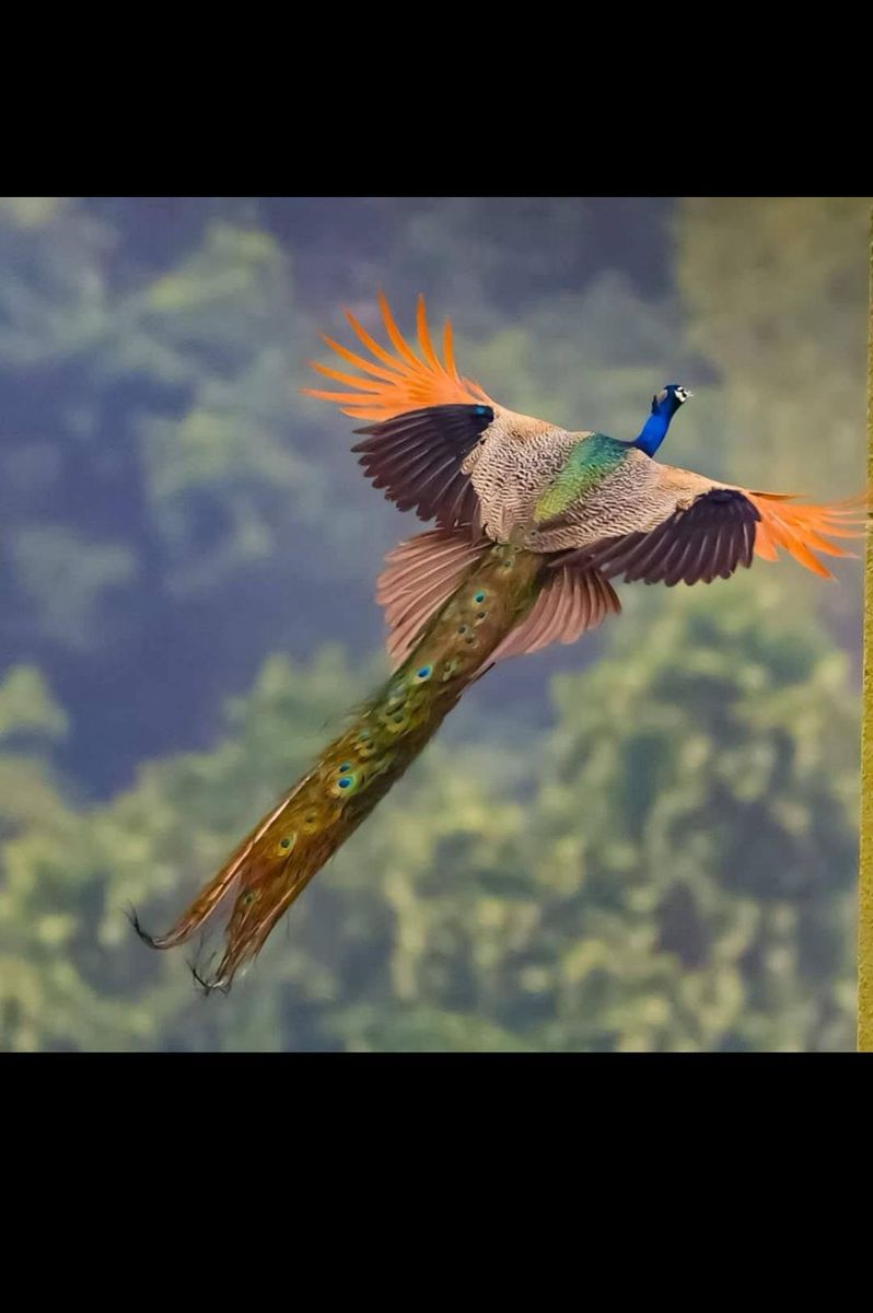 Bird Watching