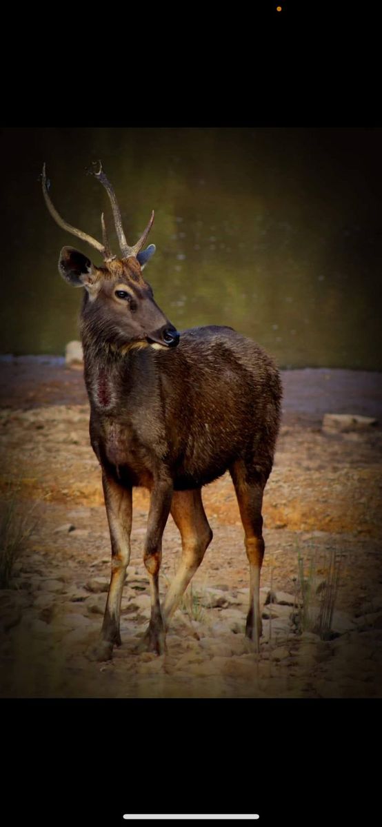 Deer in a forest habitat inside a tiger reserve