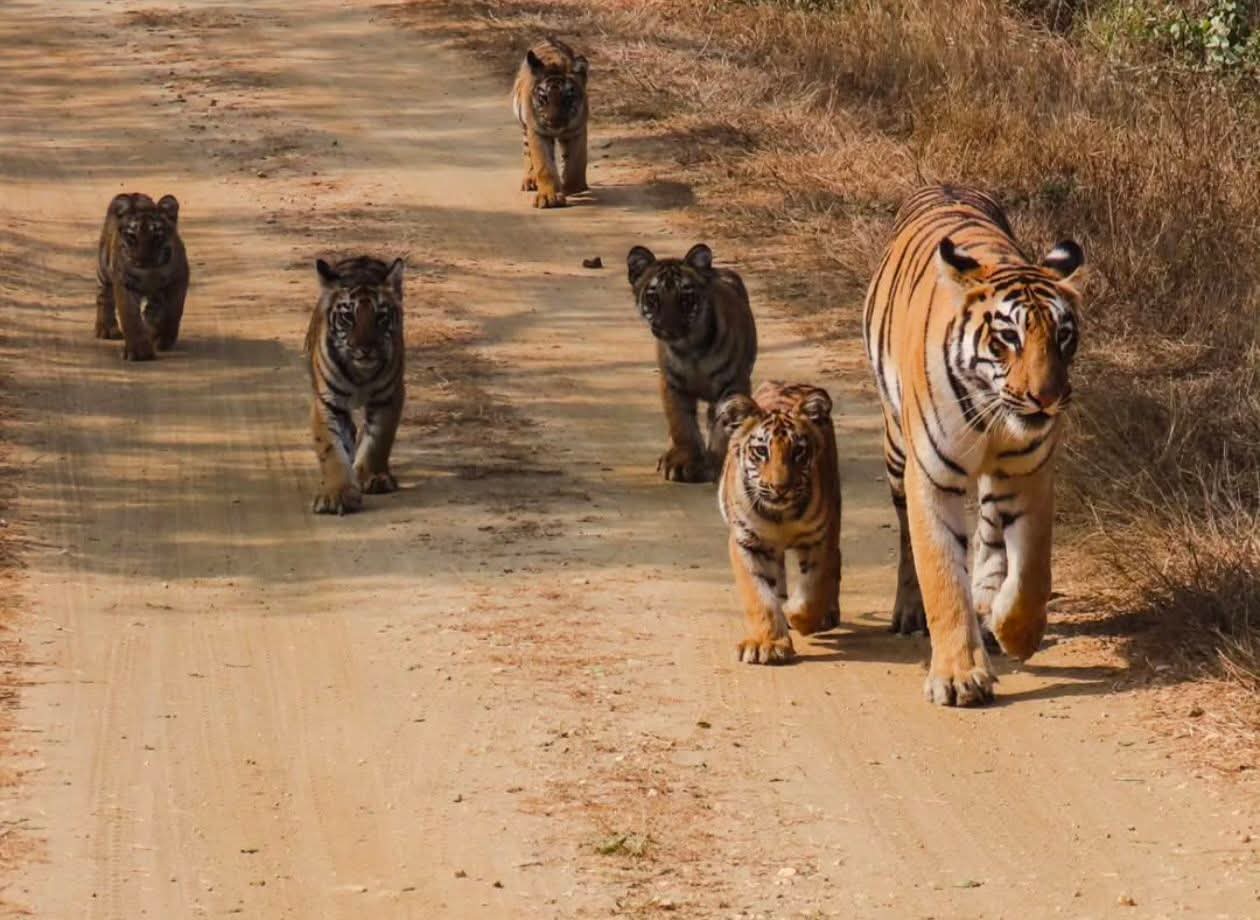 Wildlife in Tadoba forest — conservation through safari tourism