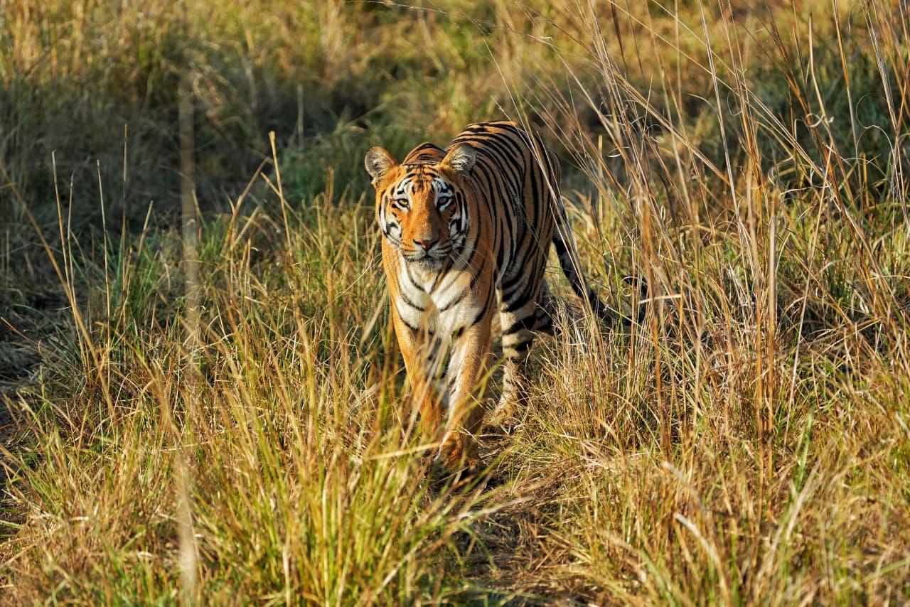 Pench National Park landscape with deer near water â€” Kipling's Jungle Book setting