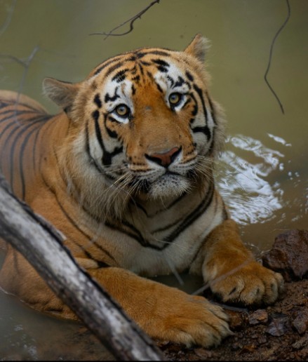 Bengal tiger cubs at waterhole in Tadoba during summer safari season