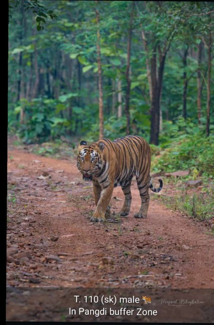 Pench National Park wildlife near Tadoba