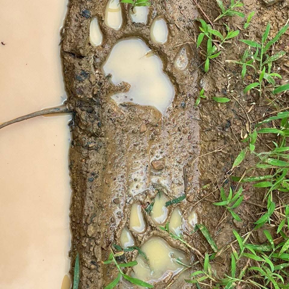 Wildlife safari jeep at Tadoba National Park gate