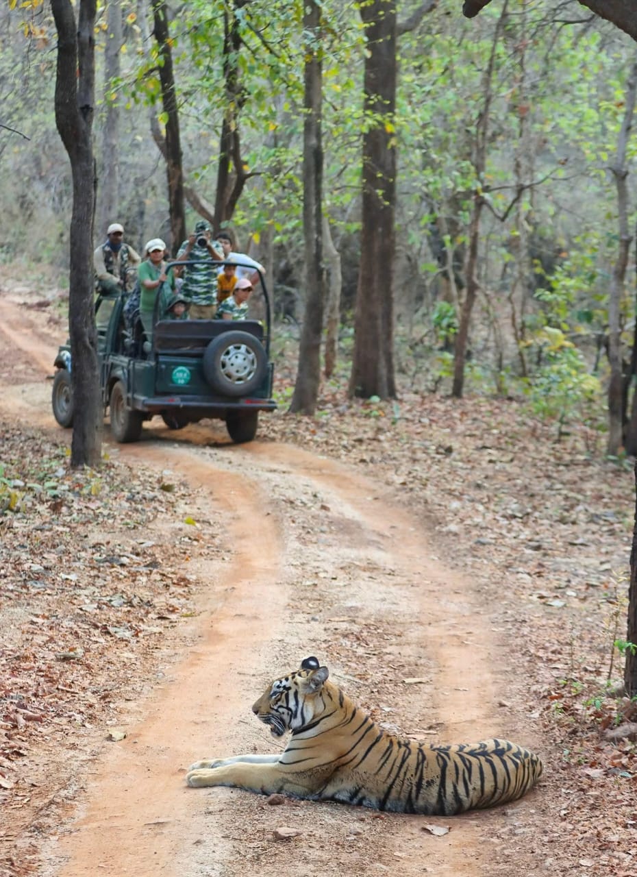 Khutwanda Gate remote buffer zone in Tadoba — unspoilt wilderness