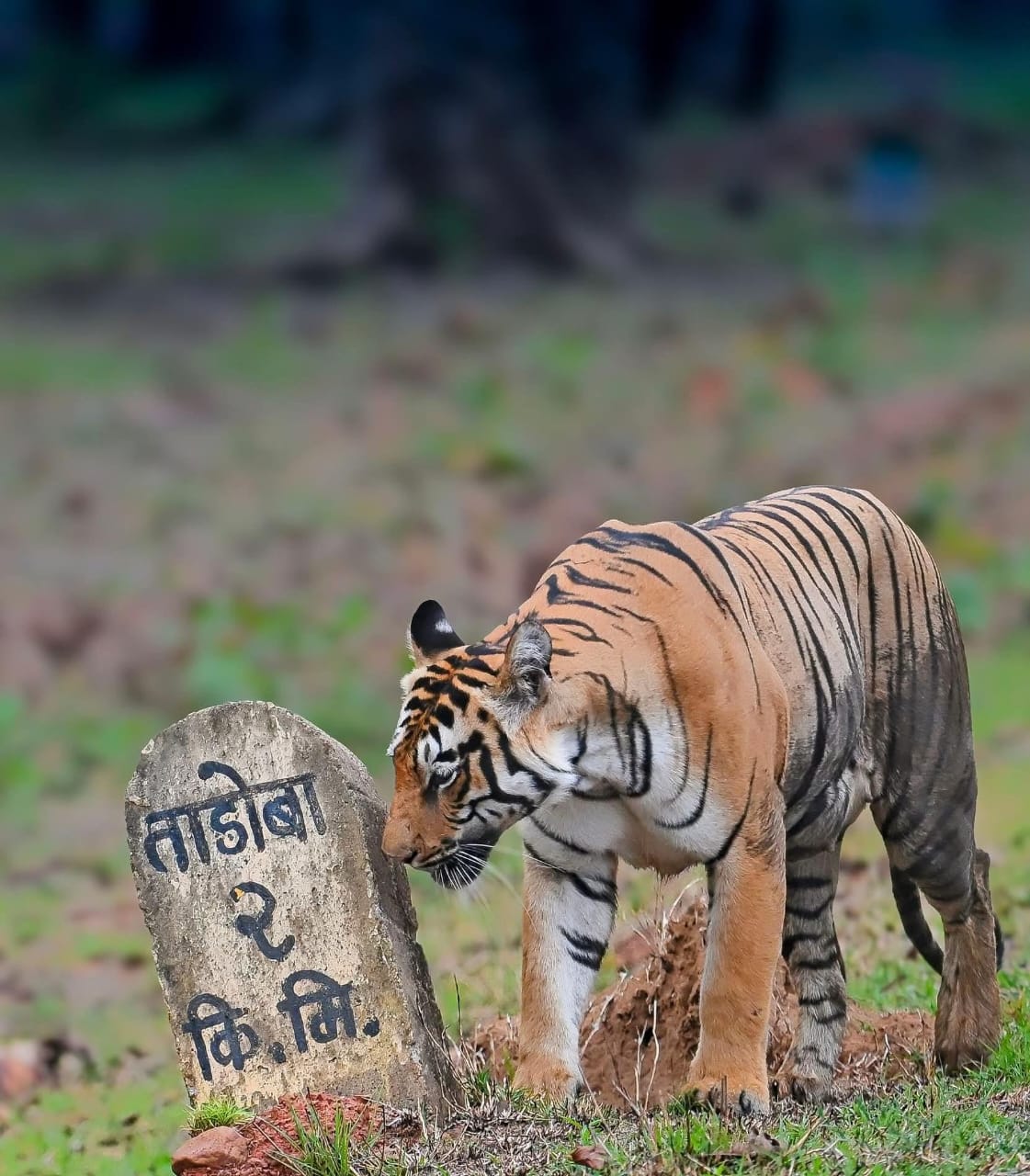 Tiger in Tadoba Andhari Tiger Reserve requiring safari permit