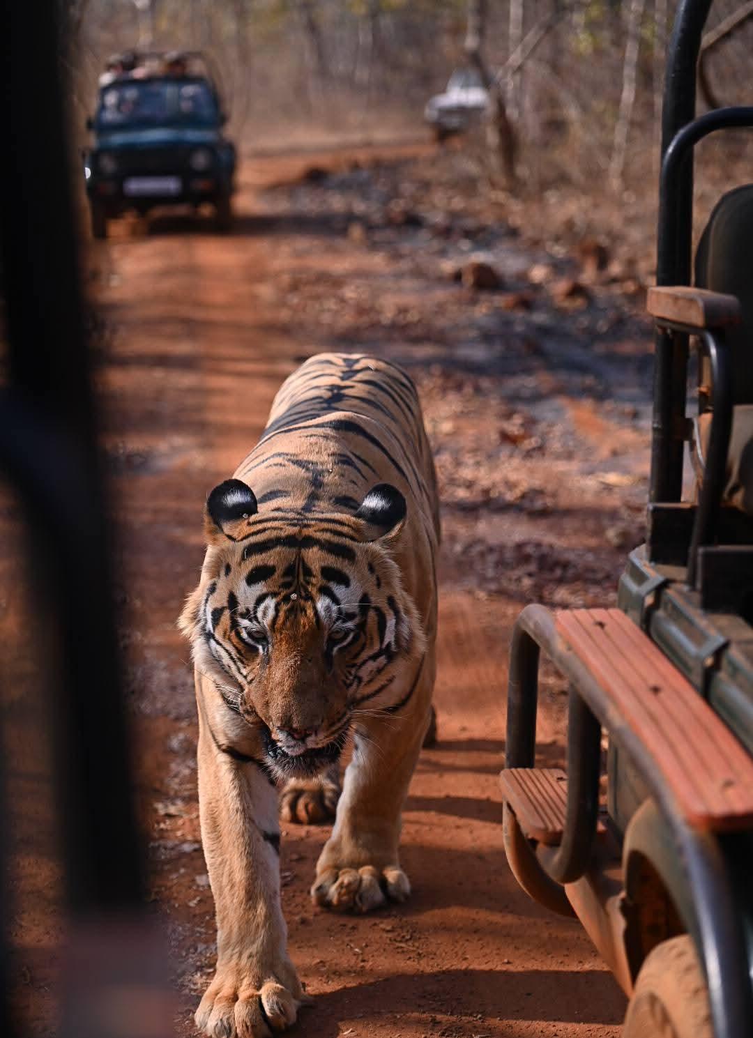 Khutwanda Gate remote buffer zone in Tadoba — unspoilt wilderness