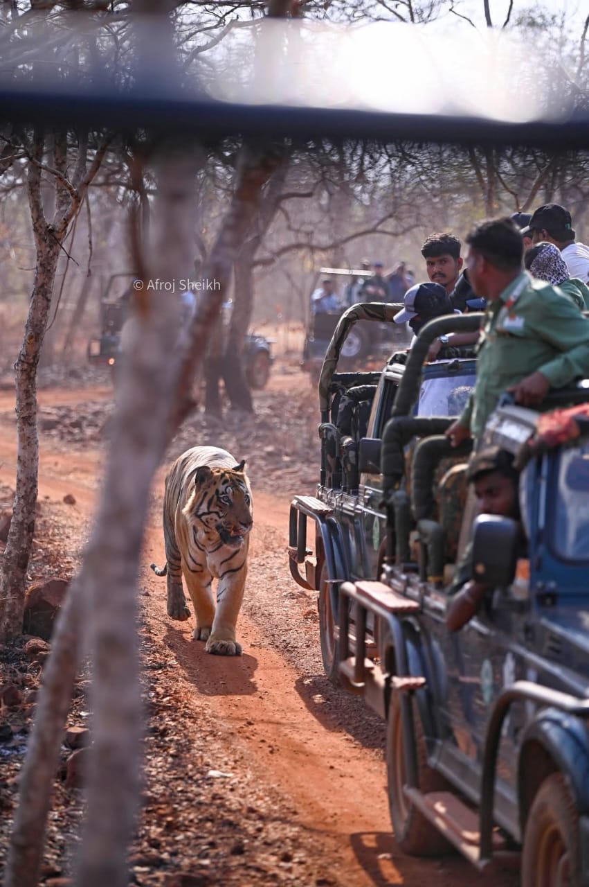 Aerial landscape view of Tadoba Andhari National Park forest in Chandrapur Maharashtra