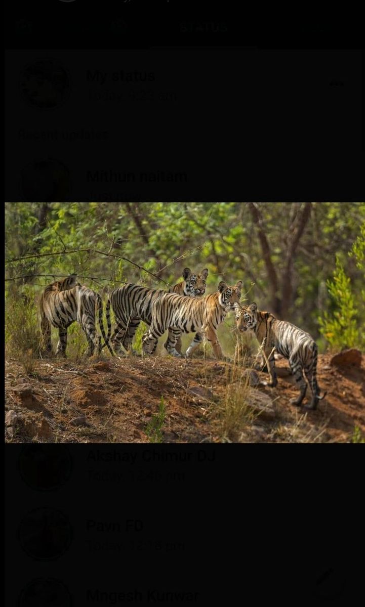 Tigers
