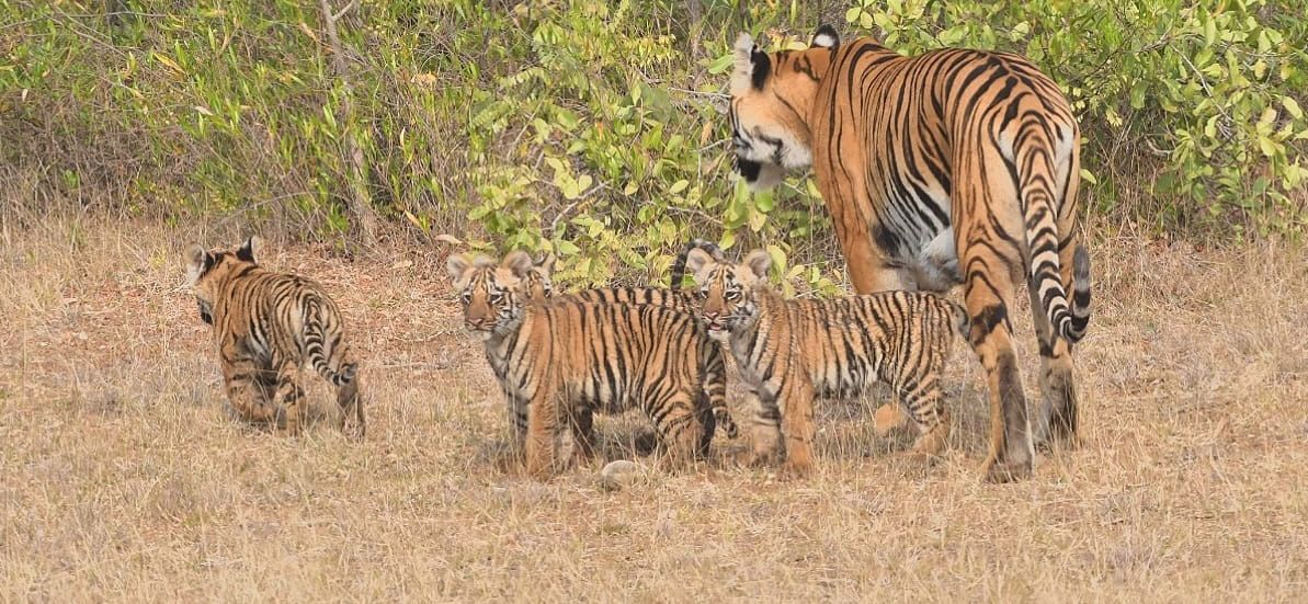 Mid-range resort near Junona Gate Tadoba