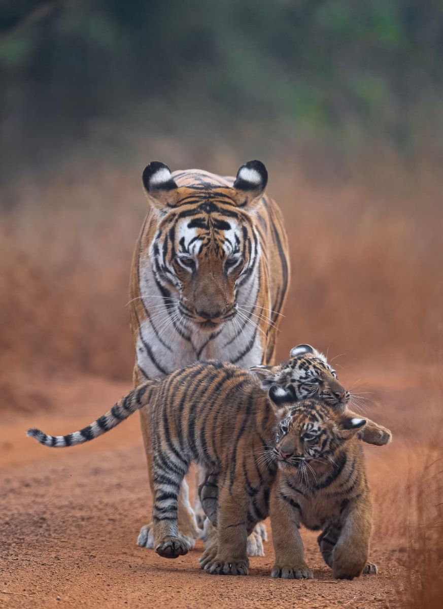 Tigress with cubs crossing safari road in Tadoba